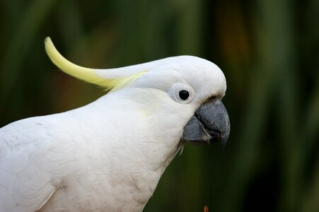 Bird parrot colorful