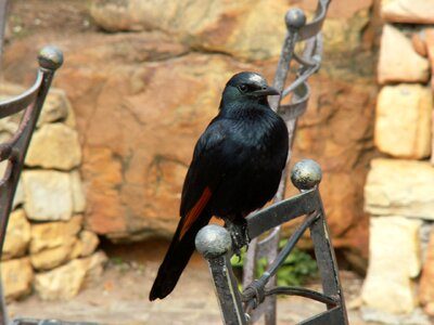 Black bird black_bird photo