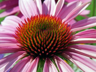 Pink red coneflower