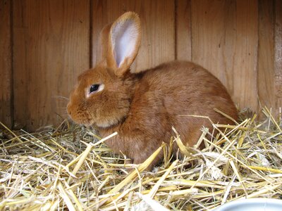 Easter bunny fur stall photo