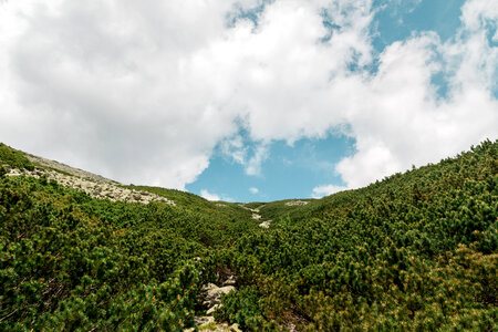 The forest and blue sky background scenery photo