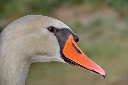 Beak beautiful close-up photo