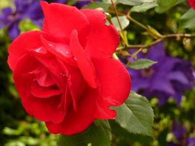 Red rose rose bloom fragrance photo