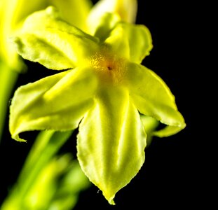 Bloom yellow close up photo