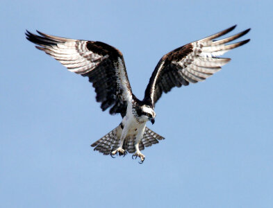 An Osprey preparing to dive