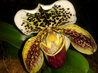 Pattern night plant