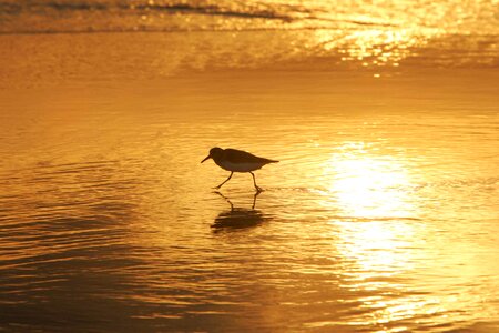 Water beach wildlife photo