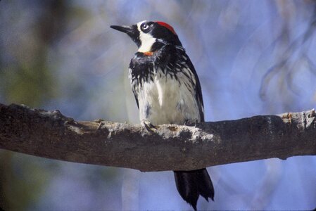 Acorn male woodpecker