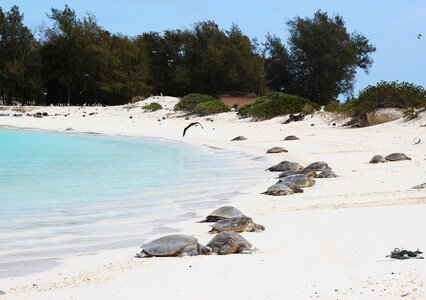 Endangered Green sea turtles photo
