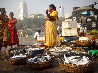 Fish Auction at Sassoon Docks in Mumbai