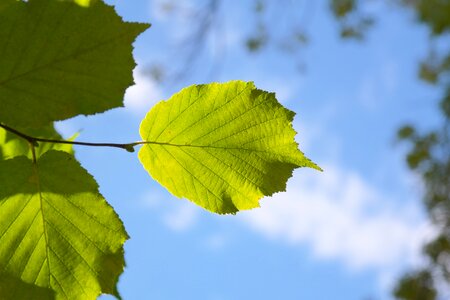 Sky hazelnut leaf common hazel