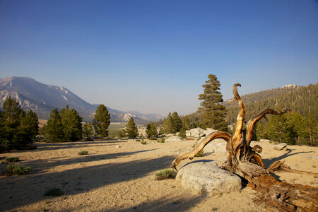 Sierra Nevada high alpine meadow-2 photo
