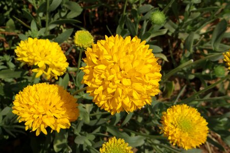 Asteraceae karnataka india