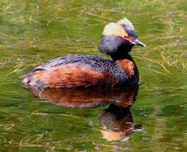 Bird duck male photo