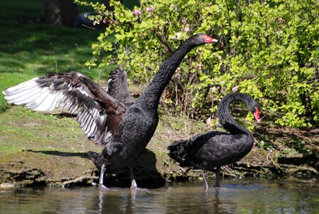 Water beak lake