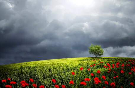 Horizon meadow outdoors