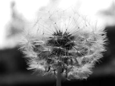 Macro fluff spring
