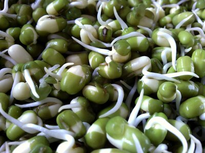 Bean sprouts nuts peas photo