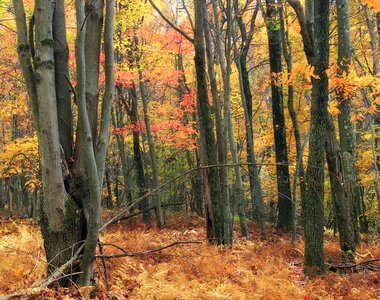 Autumn bark beech photo