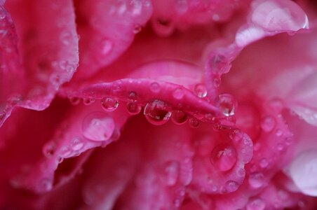 Raindrop nature macro photo