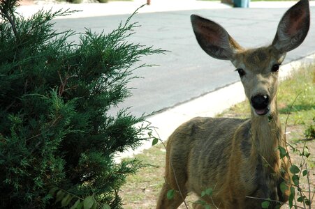 Wildlife outdoor alert