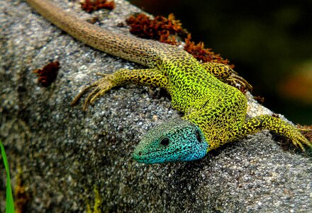Animal beautiful photo camouflage