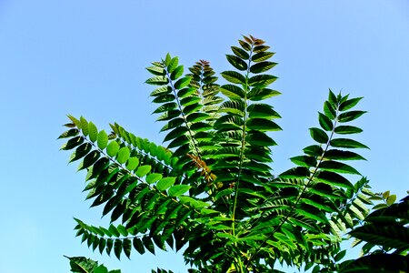 Leaf fern nature leaves
