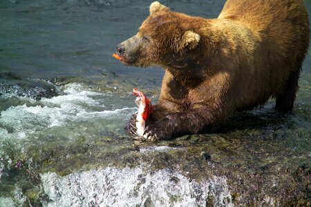 Male brown bear eating fat rich salmon skin photo