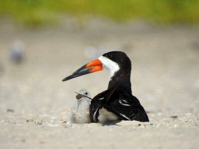 Adult black skimmer with chick-2