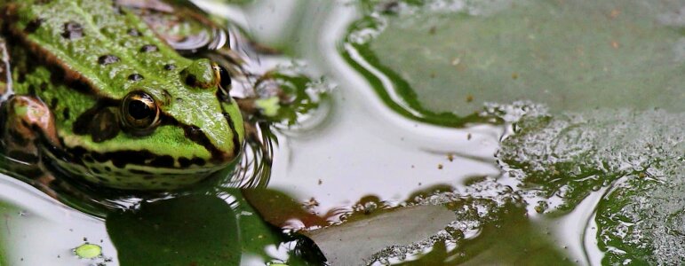 Amphibian animal dark green photo