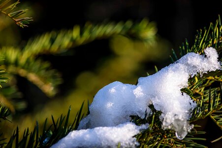 Branch evergreen green leaf photo