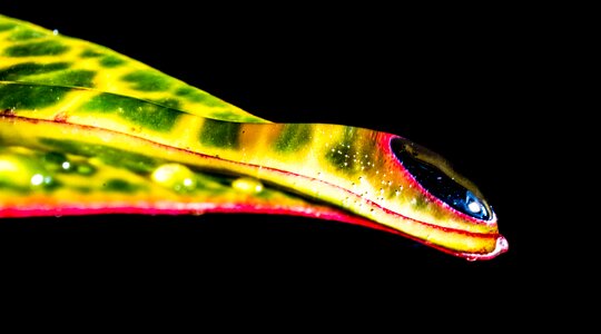 Drip leaf macro photo