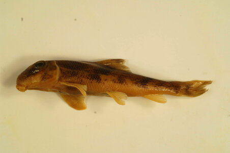 Hypentelium nigricans-7