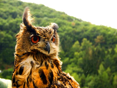 Animal bird brown