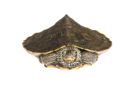 False map turtle
