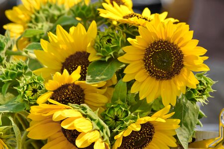 Bouquet seed sunflower photo