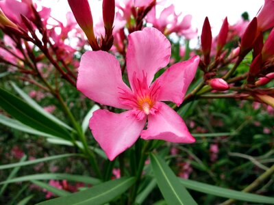 Bloom pink flower photo