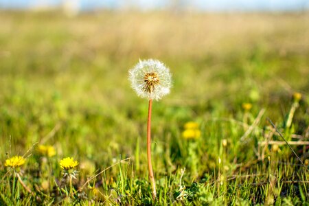 Dandelion nature wilderness