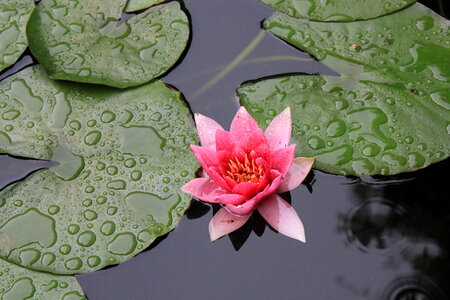 Thriving water lily