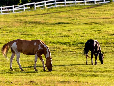 Farmland grazing horses photo