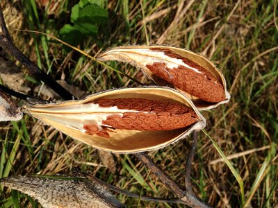 Autumn seed pods silky