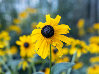 Yellow and Black Flower photo