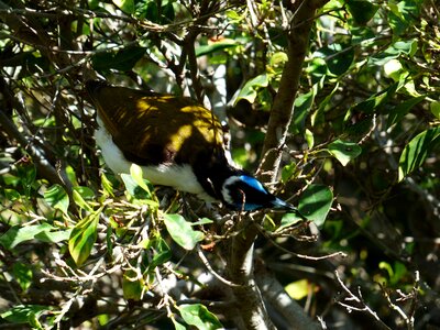 Australia entomyzon cyanotis songbird
