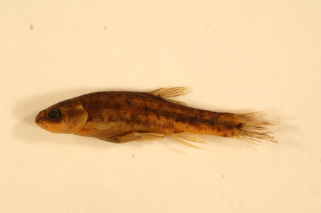 Rhinichthys osculus robustus