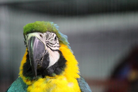 Yellow Green Parrot Macaw photo