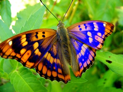 Colorful butterfly