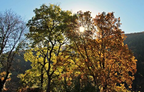 Autumn autumn season blue sky photo