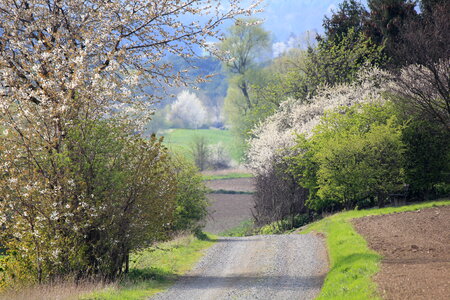 Path between blooming trees