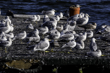 Several Seagulls on the Pier photo