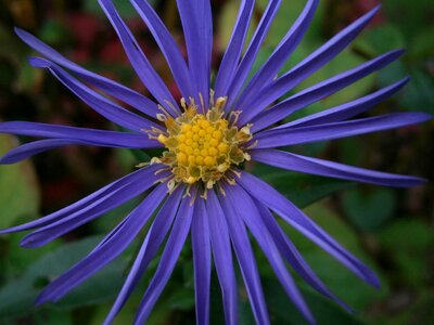 Bloom flower purple
